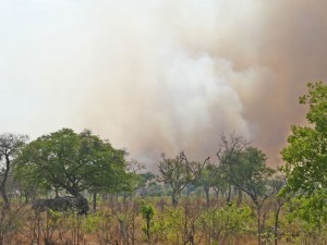 Elephants under the "protection" of a Teak tree as fire looms near