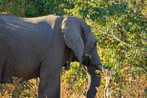 Damiano was found amongst a large breeding herd Damiano was found amongst a large breeding herd