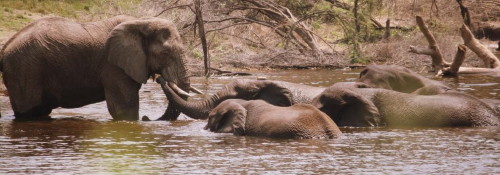 David Dugmore photo2 Naledi greets a new friend