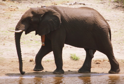 David Dugmore photo4 Naledi