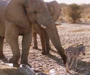 Bull attending to a zebra foal's wounds Bull attending to a zebra foal's wounds