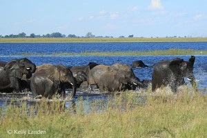 elephants spook as gunshots rang from across the river elephants spook as gunbshots rang from across the river