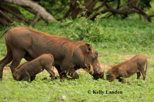 "warthogs with new babies, running back and forth.."