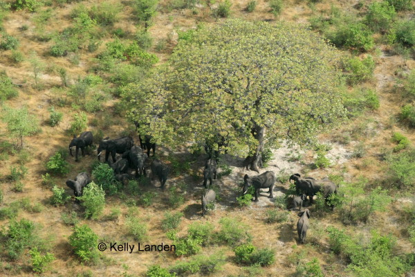 Elephant herd finding respite under a blooming Mongongo