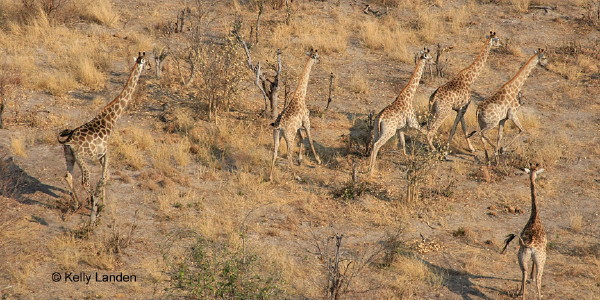 We were pleased to see good numbers of giraffe