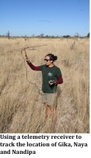 Using telemetry to locate the reintroduced elephants