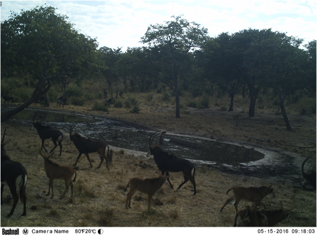 A herd of rare sable antelope at Kalwezi waterhole.. with young calves, a welcome sight!