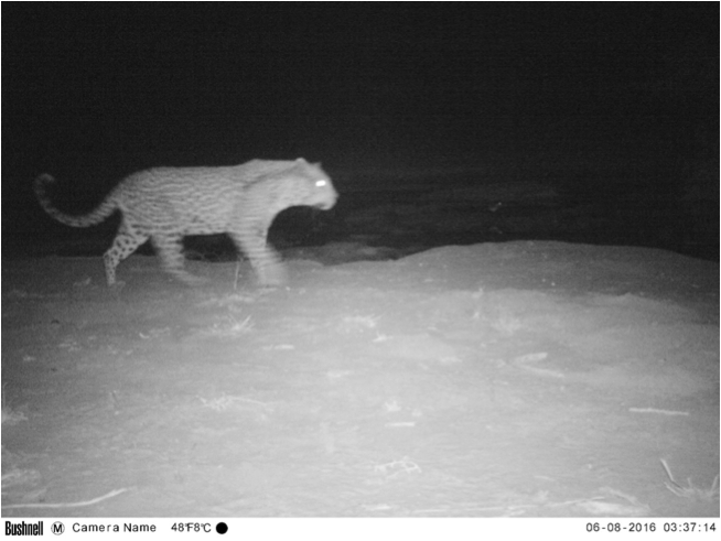 A large male leopard sneaking in the night at one of the artificial waterholes in the Chobe enclave communal area.