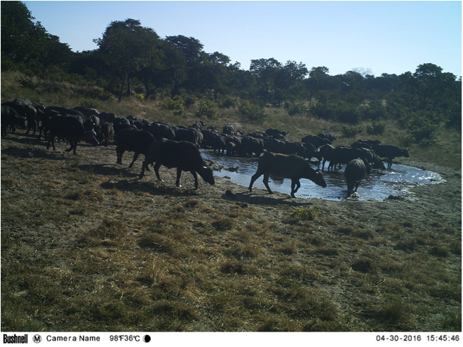 Large herds of buffalo are also common visitors to the waterholes