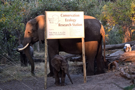 I was lucky to have a visit at the Research Station by the rewilded elephants EWB is monitoring on the Abu concession
