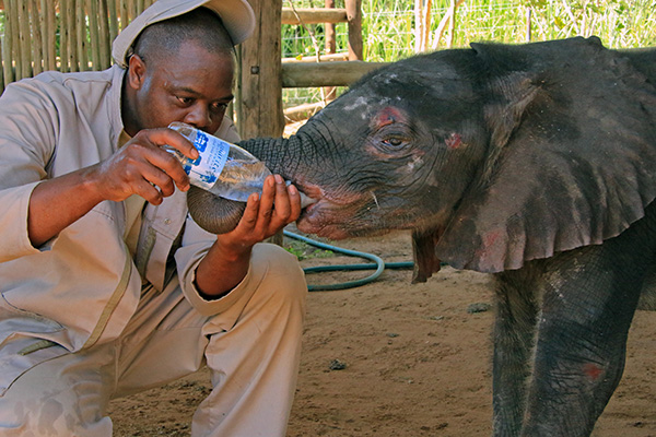 A Boipuso New Year - Elephants Without Borders