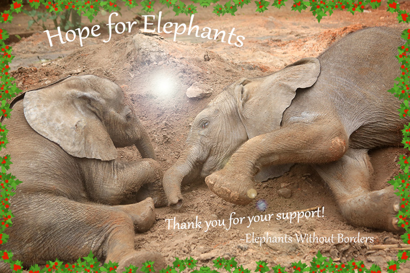 Appreciation And Hope For Elephants Elephants Without Borders