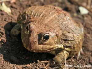Earth day Bullfrog