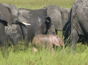 Baby Pink Elephant Botswana