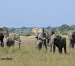 Elephants get “cozy” in the Winter