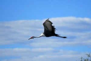 Endangered Wattled Crane are on the move amongst other wildlife