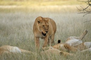 Lioness and resting pride after zebra brunch