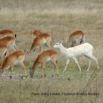 Albino sighting of a different breed… a Lechwe!