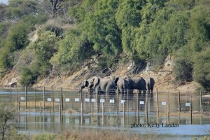 elephants enjoying new river flow