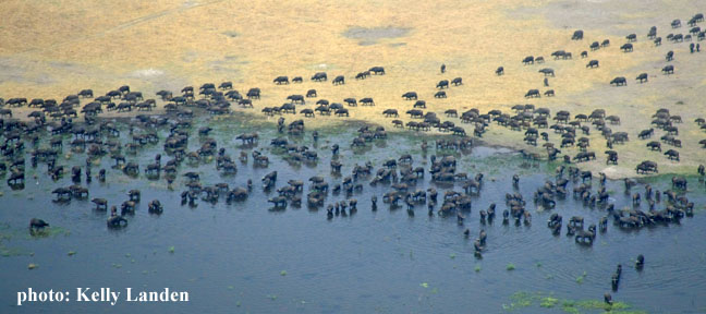 Buffalo numbers observed had increased the most