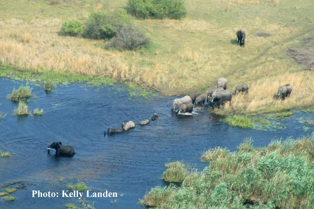 Elephants enjoying the cool waters in Namibia's wetlands