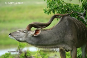 Kudu bull finding relief with a scratch of his back