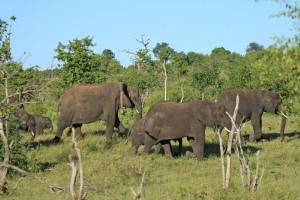 Kachikau with herd in Chobe