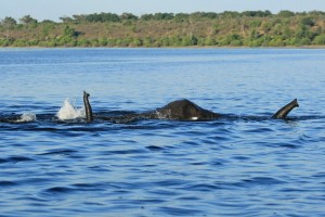 elephants swim the Chobe river