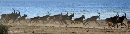 Sable herds are more and more common