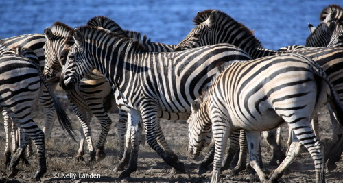 Zebra have returned to the Chobe riverfront