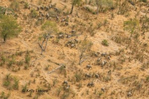 A herd of 50 elephants, difficult to count in a few seconds!