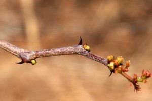 Buds on every branch are ready to burst into life
