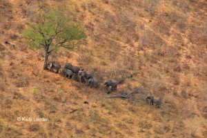An elephant family copes for shade