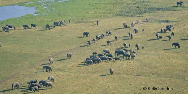 Elephants are plentiful, especially on Chobe riverfront