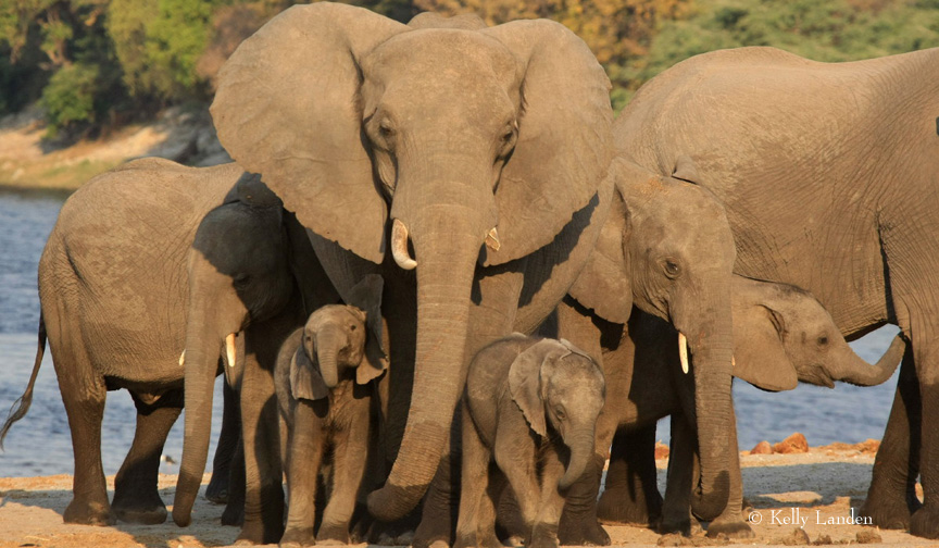 An elephant family stands united.