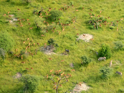 Impala numbers are in the thousands on the Island. What impact does that have on the re-generation of trees?