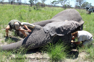 pulling a belt under a sleeping elephant is no easy task!