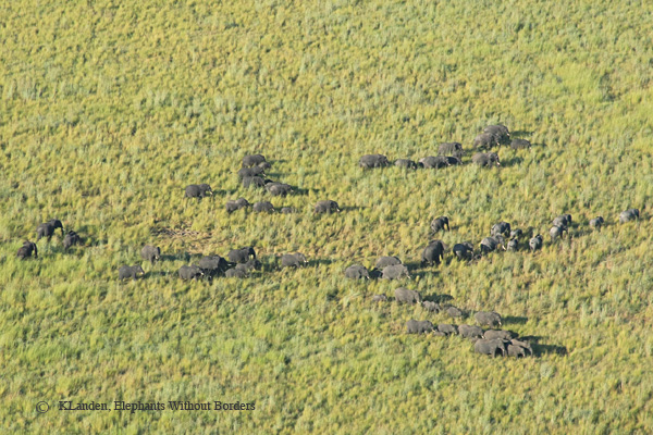 In this photo 66 elephants, one herd amongst many, graze in Kazuma