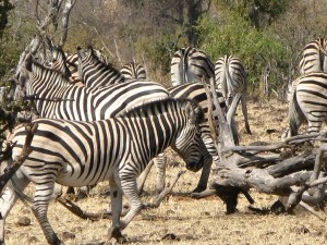 We were very excited to see zebra for the first time, grazing on the Ngoma side of Chobe riverfront