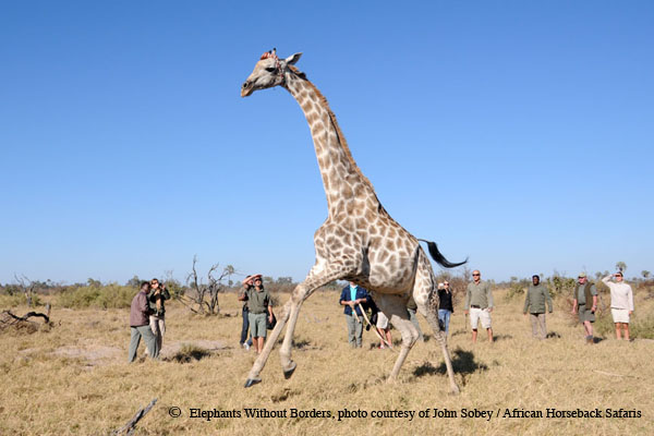 The first giraffe ever collared in Botswana will provide insight into their population dynamics and movements