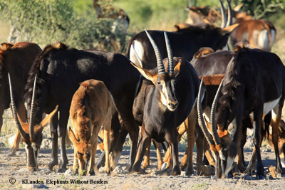 There is limited information about the Sable population in Botswana
