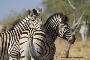 EWB is now monitoring zebra herds to help identify & conserve needed habitat and corridors