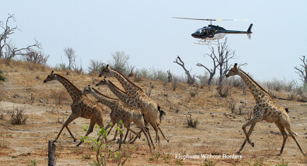 Watching the wildlife from a helicopter is an exhilarating experience!