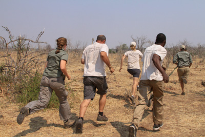Vehicle is too obtrusive to follow the giraffe, so the team has to keep up its pace on foot!