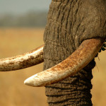 Deterrence: a remedy for saving elephants from poaching?