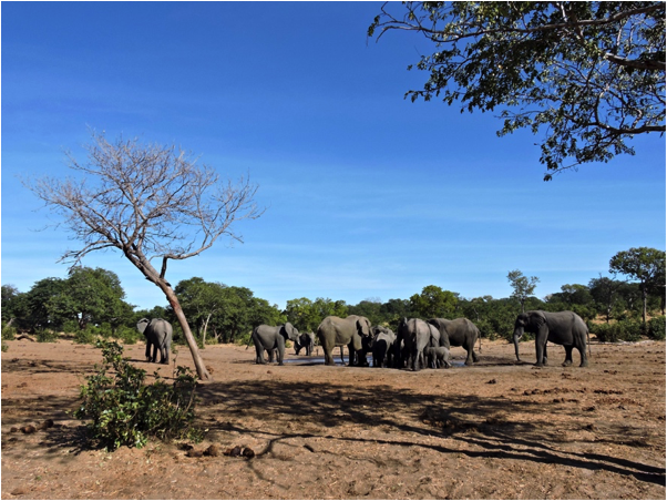 Elephants drinking at the Sedudu waterhole in Chobe National Park