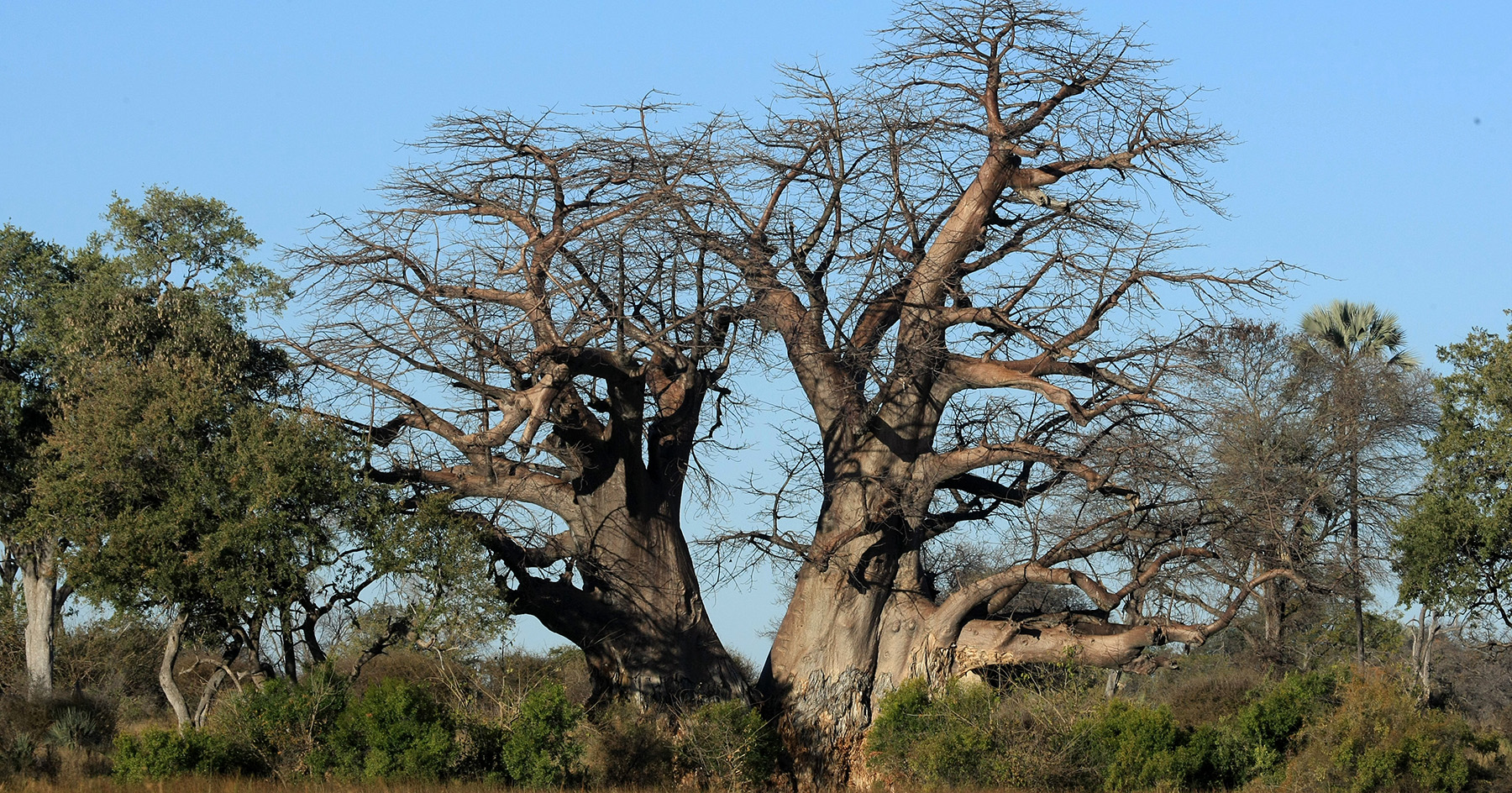 EWB Baobab image Elephants Without Borders