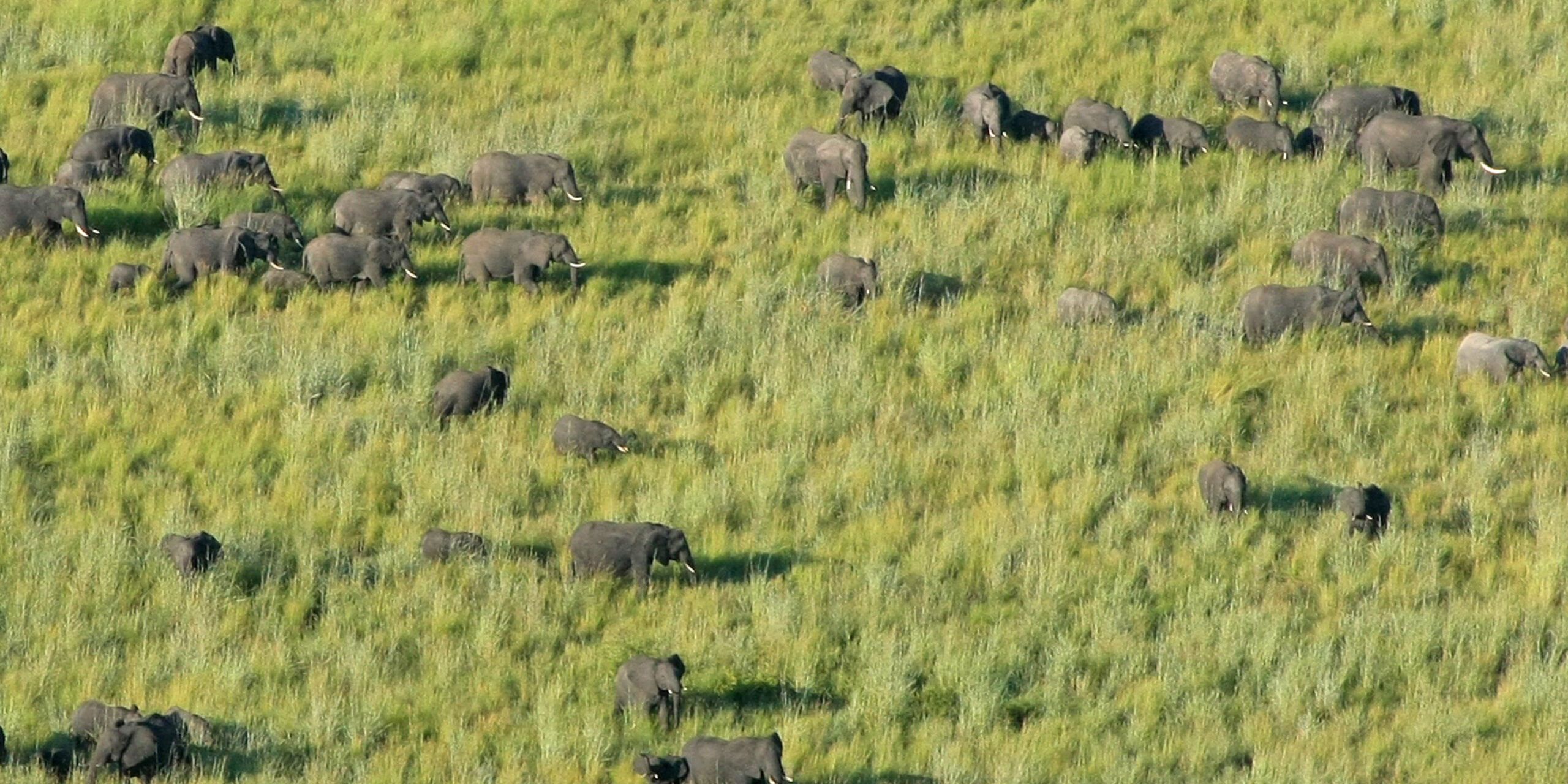 EWB's Technical Report on Elephant Population Trends, April 2024