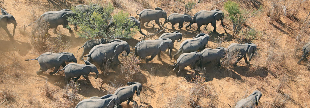 KaZa is the world's largest cross-border conservation park