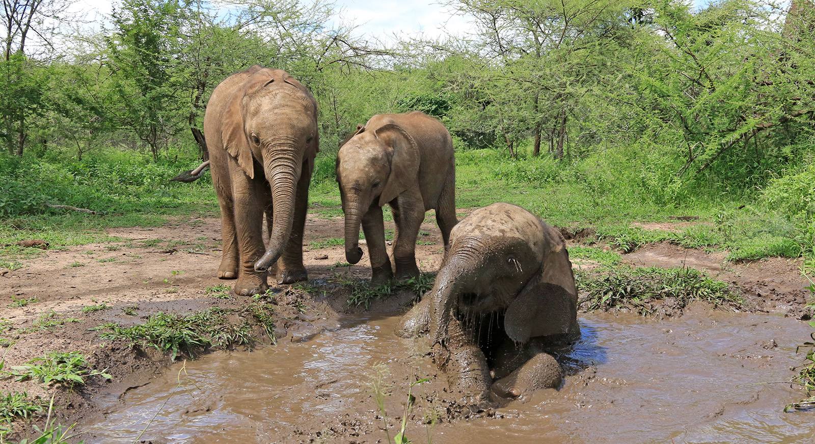 Botswana Elephant Sanctuary! - Elephants Without Borders